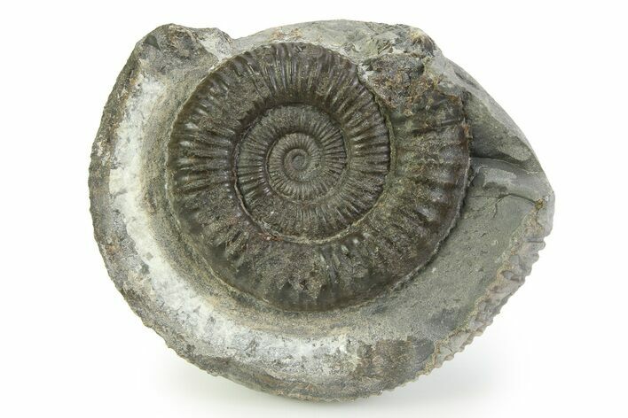 Jurassic Ammonite (Dactylioceras) Fossil - England #351312